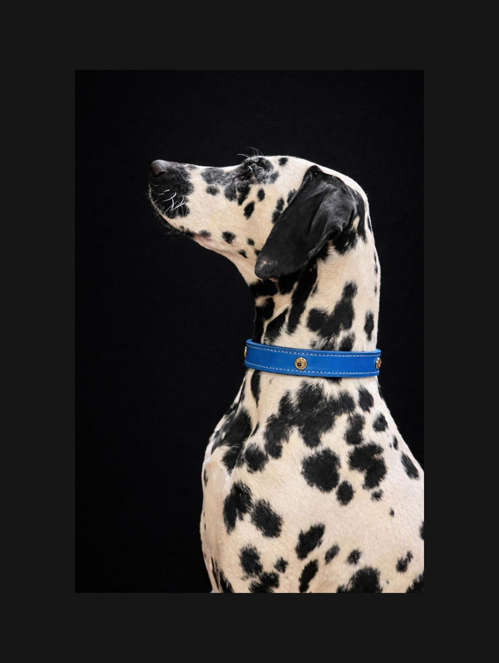 DIY handgenähtes Hundehalsband Fettleder, Blau Gr. 32-36 cm, 2,5 cm breit