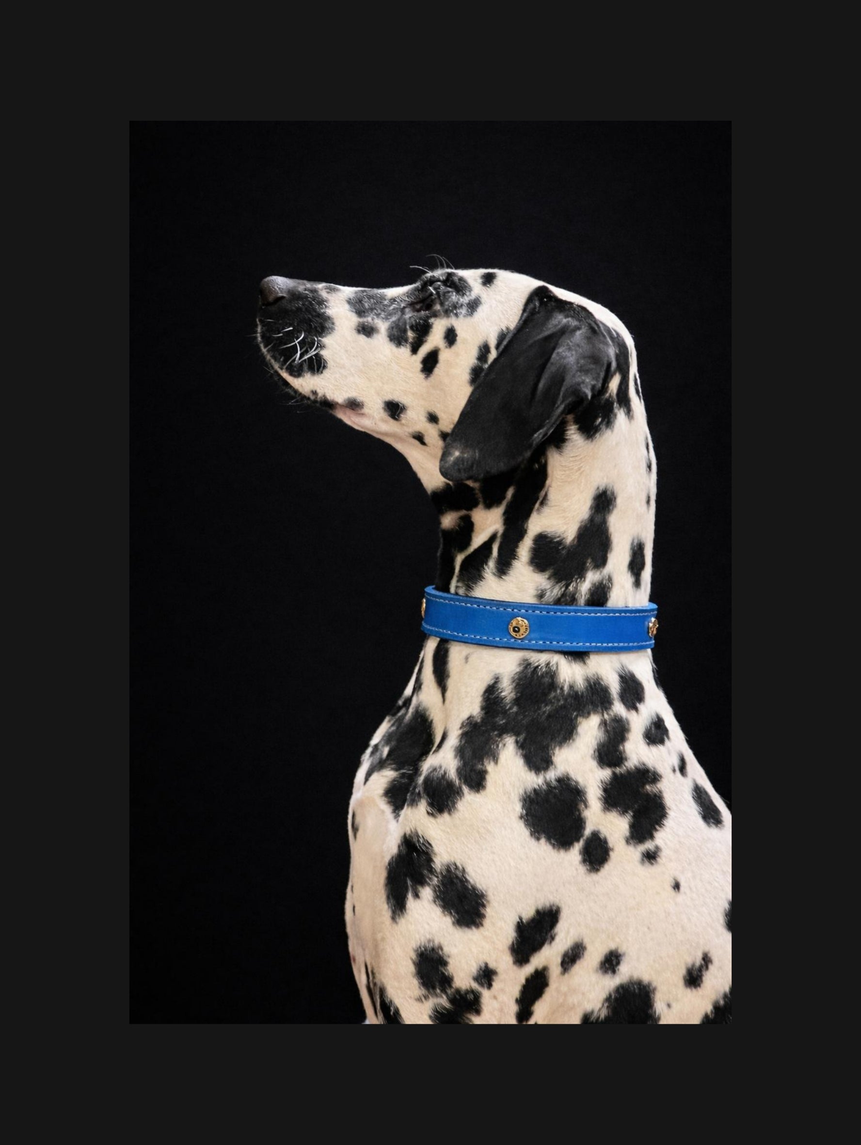 DIY handgenähtes Hundehalsband Fettleder, Blau Gr. 32-36 cm, 2,5 cm breit