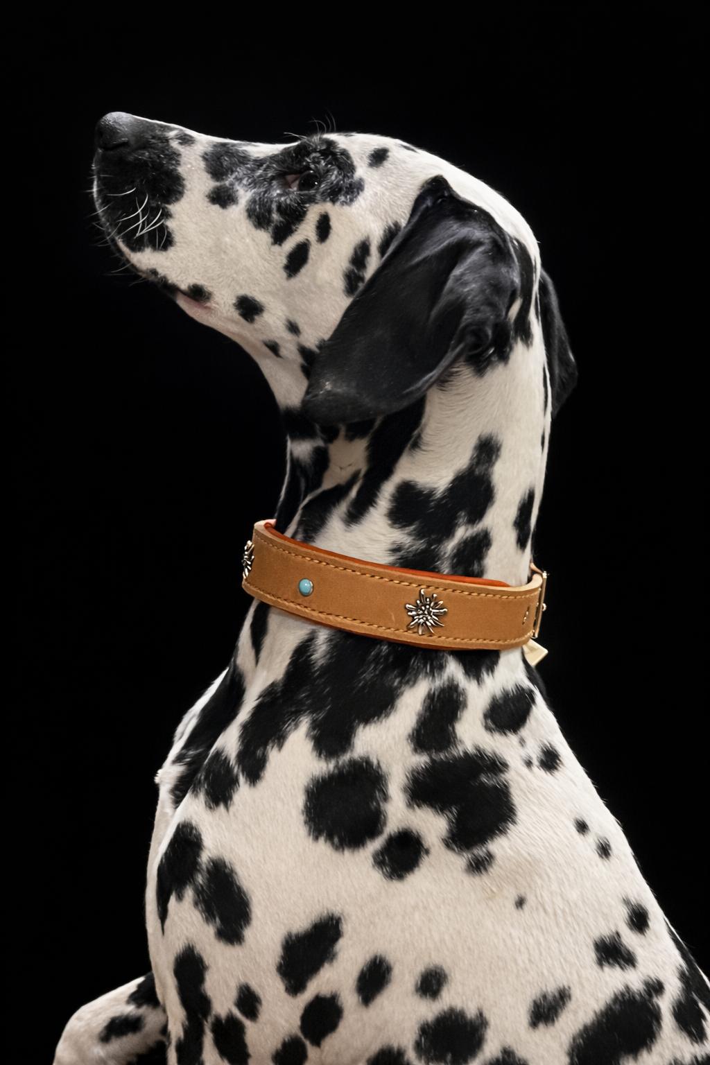 DIY  handgenähtes Fettlederhalsband mit Edelweiß-Concho´s, Gr. 34-38 cm, 3,5 cm breit